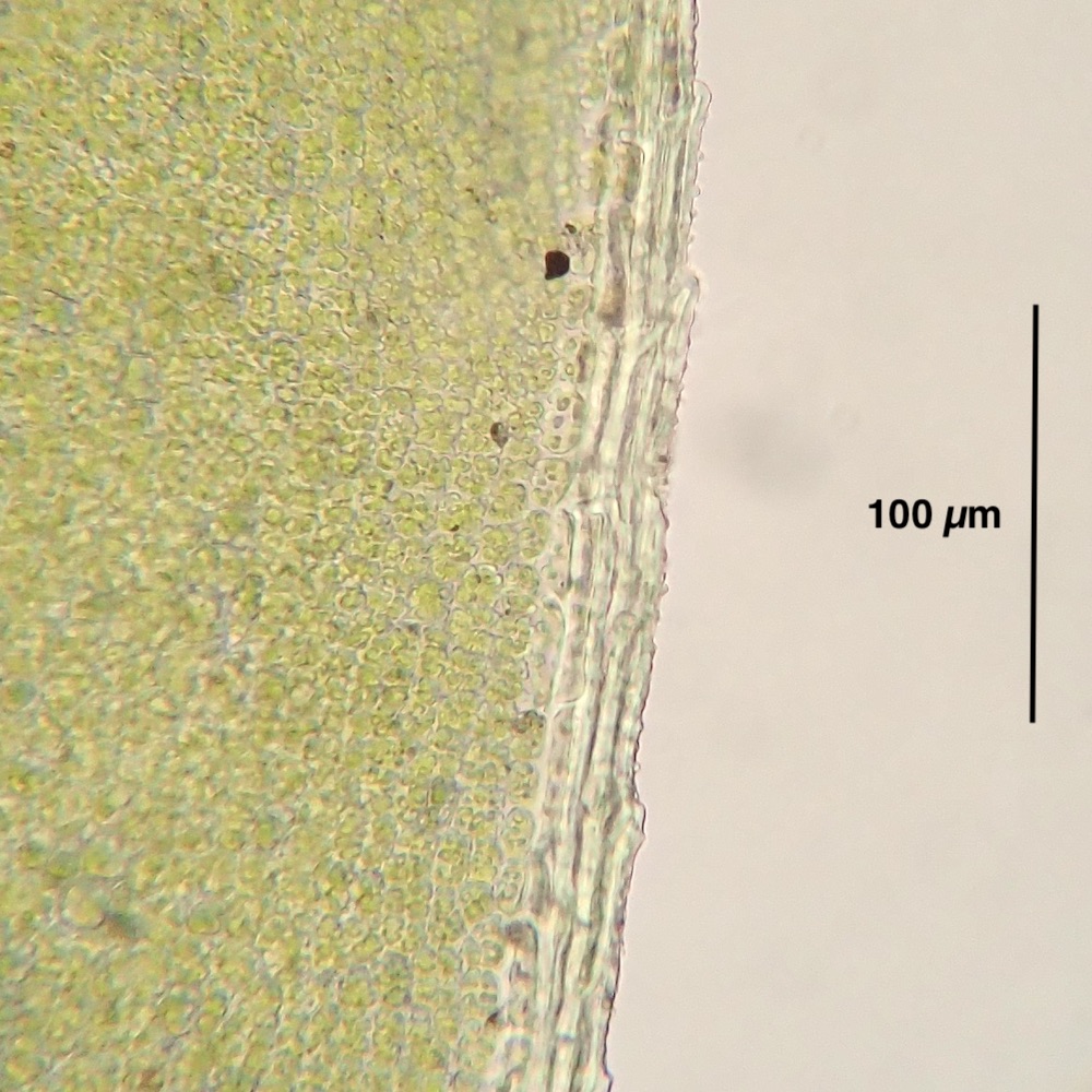 Hennediella stanfordensis leaf margin