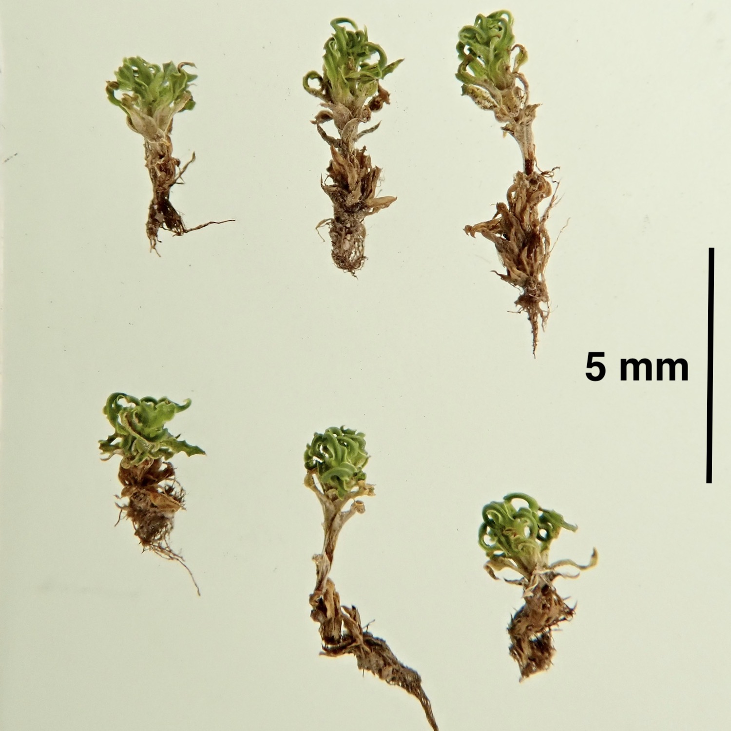 Hennediella stanfordensis