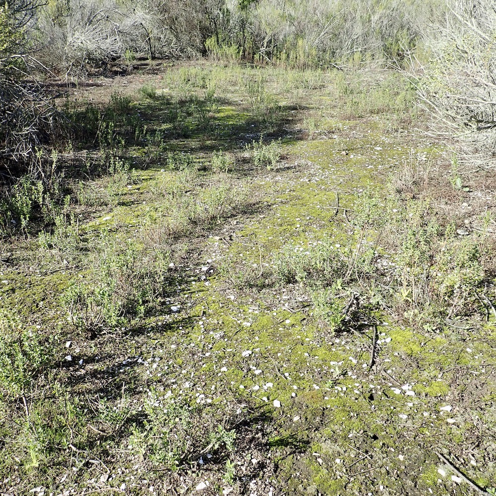 Pseudocrossidium obtusulum