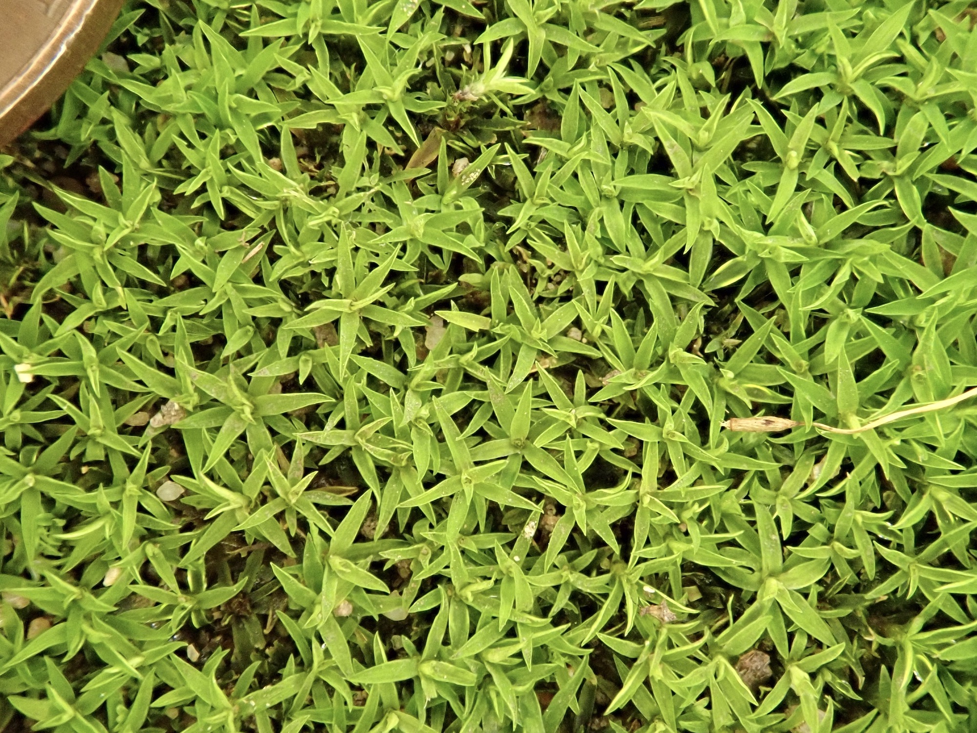 Timmiella crassinervis