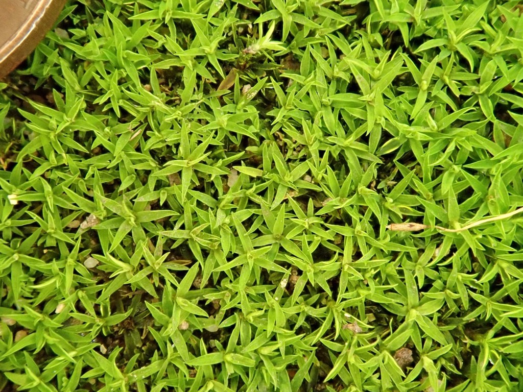 Timmiella crassinervis