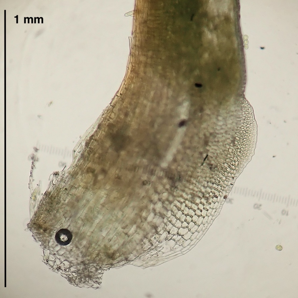 Aloina ambigua leaf base