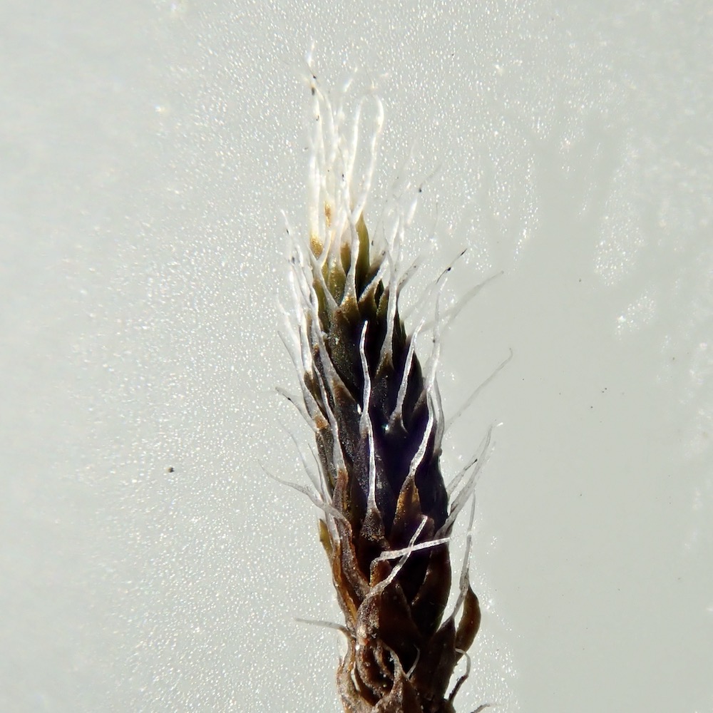 Grimmia laevigata plant dry