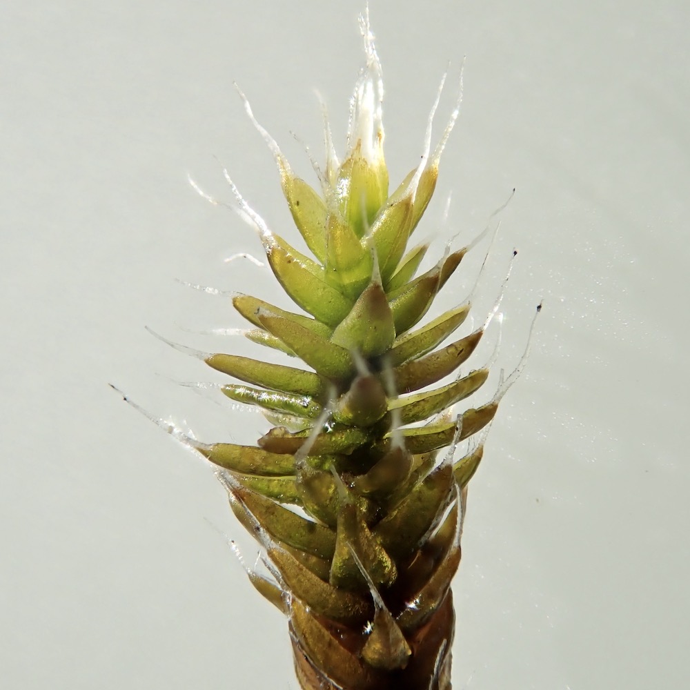 Grimmia laevigata plant moist