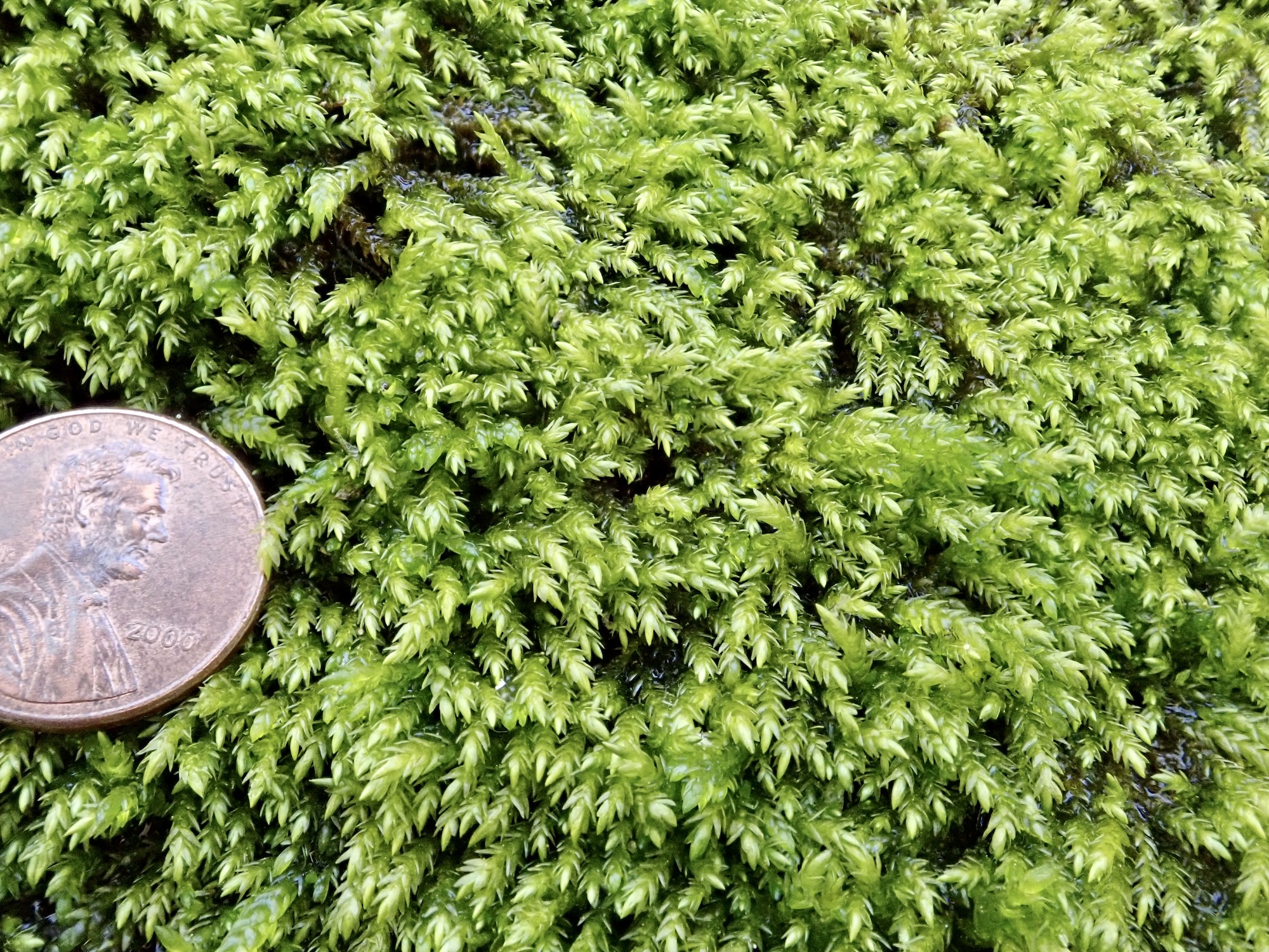 Scleropodium obtusifolium