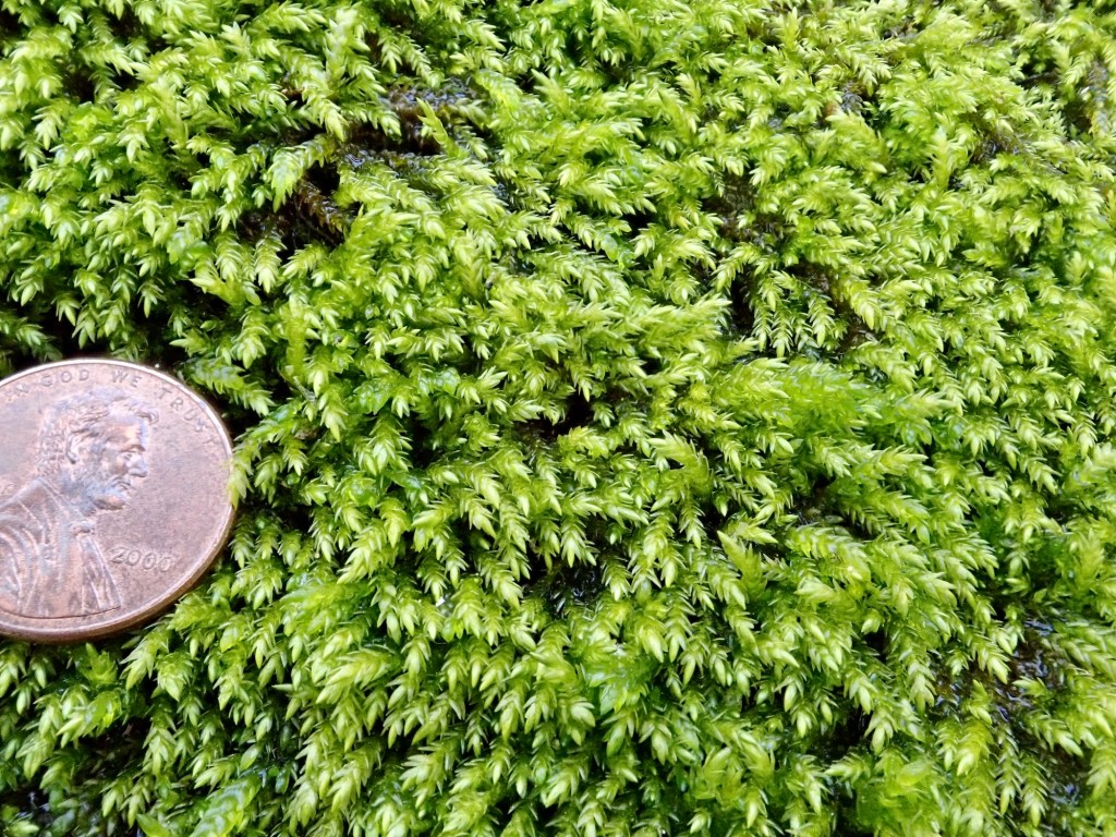 Scleropodium obtusifolium