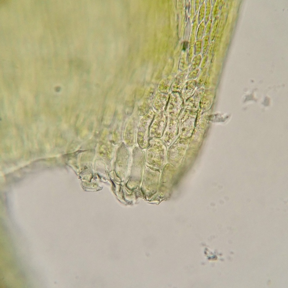 Scleropodium obtusifolium alar cells