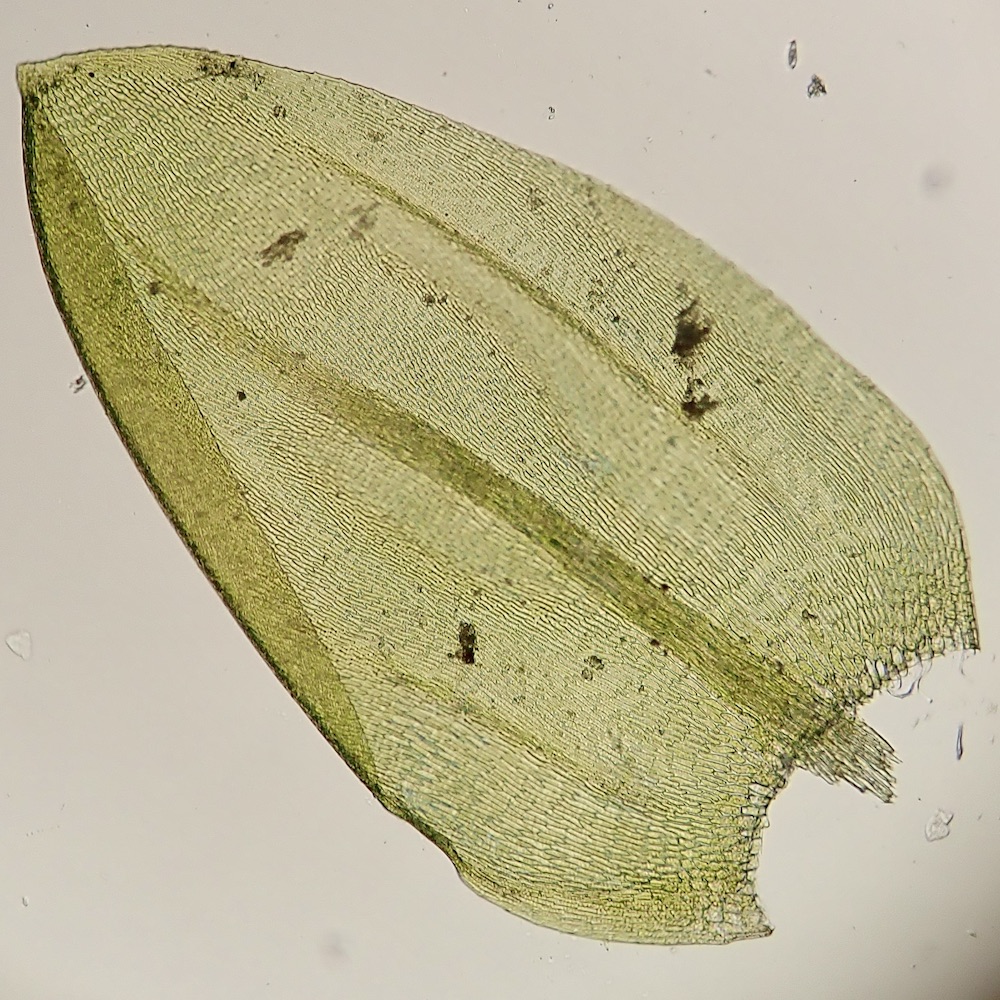 Scleropodium obtusifolium leaf