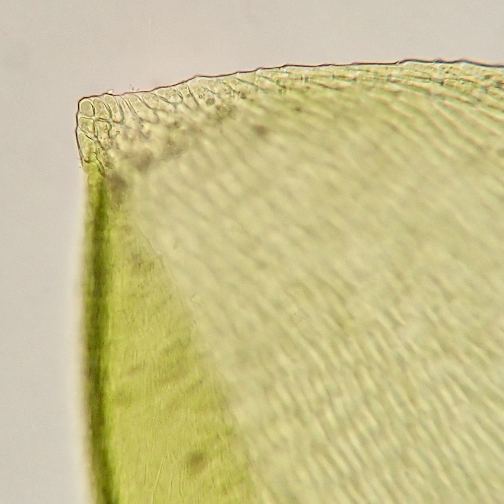 Scleropodium obtusifolium leaf tip