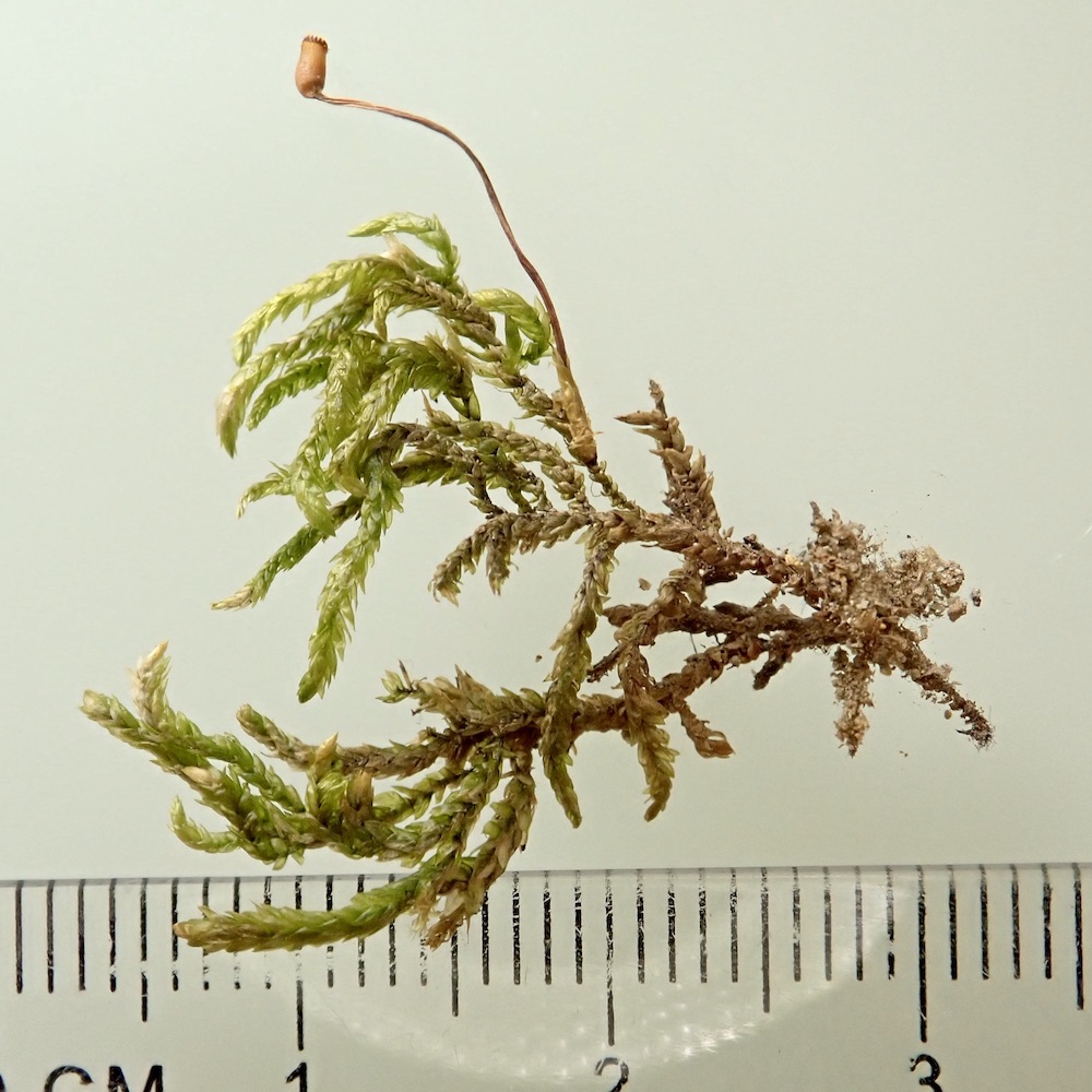Scleropodium obtusifolium plant dry