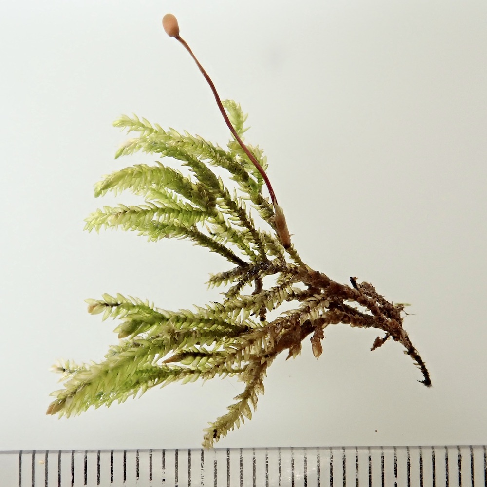 Scleropodium obtusifolium plant wet