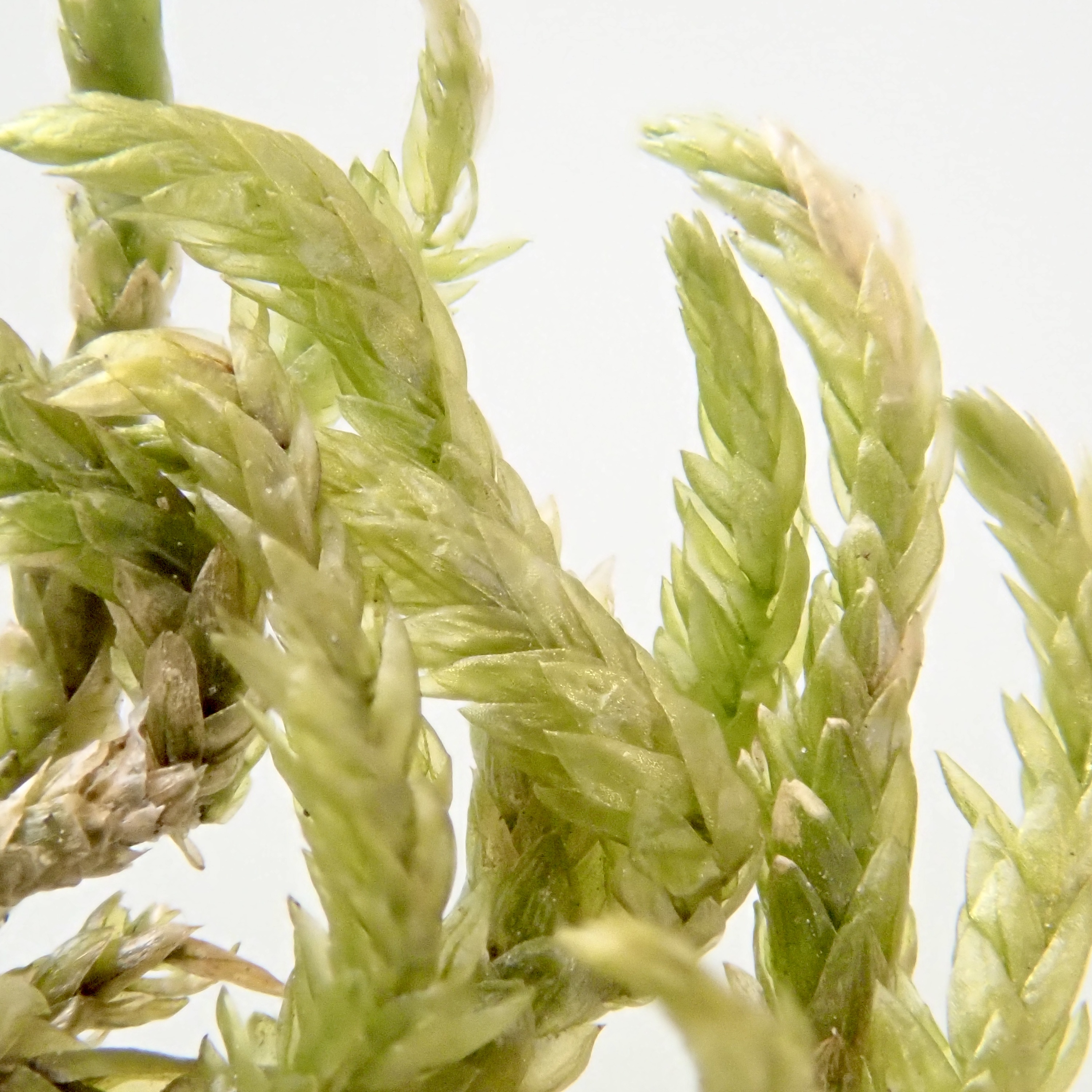 Scleropodium obtusifolium branches dry