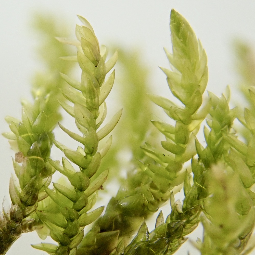 Scleropodium obtusifolium branches moist