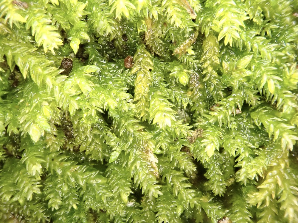 Scleropodium occidentale