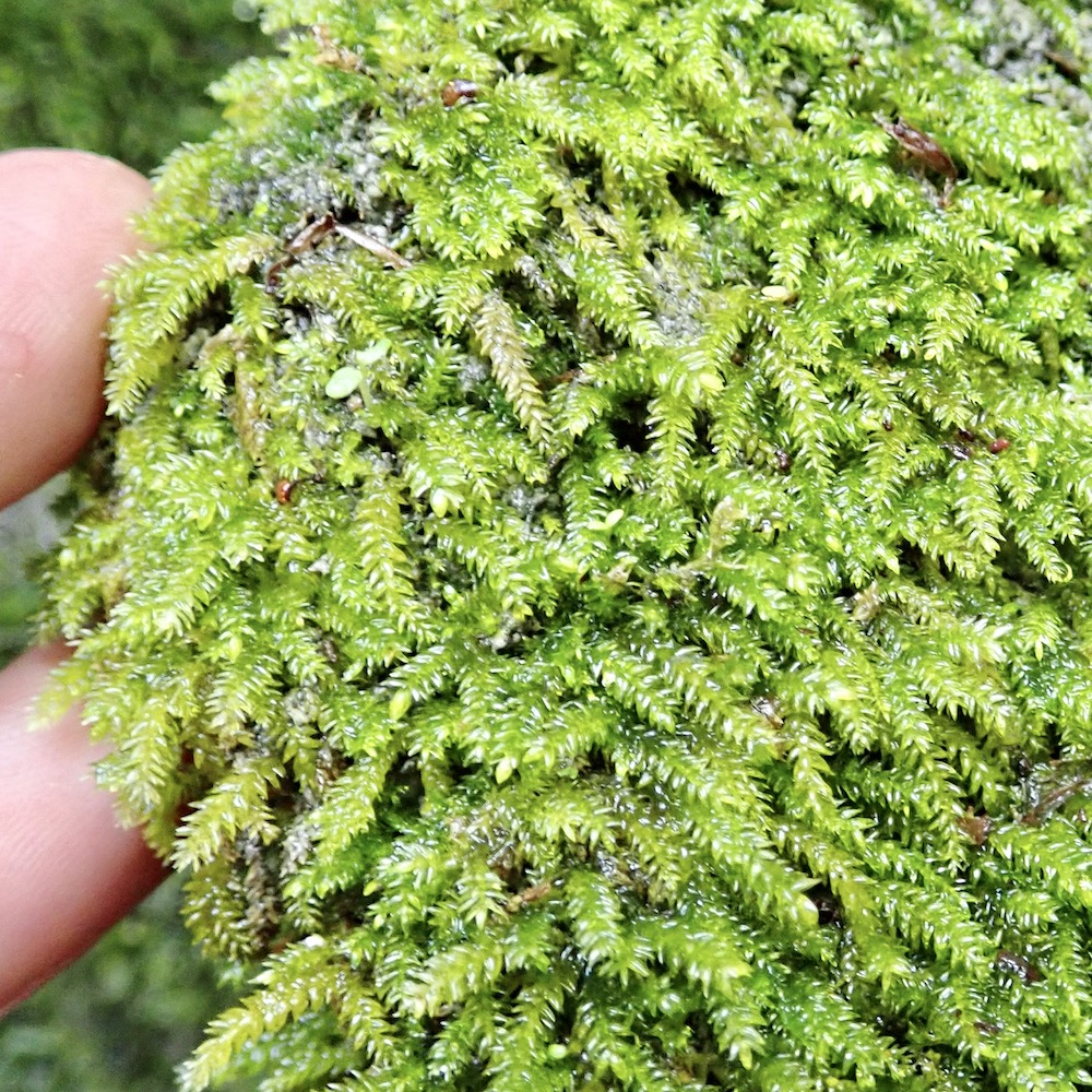 Scleropodium occidentale