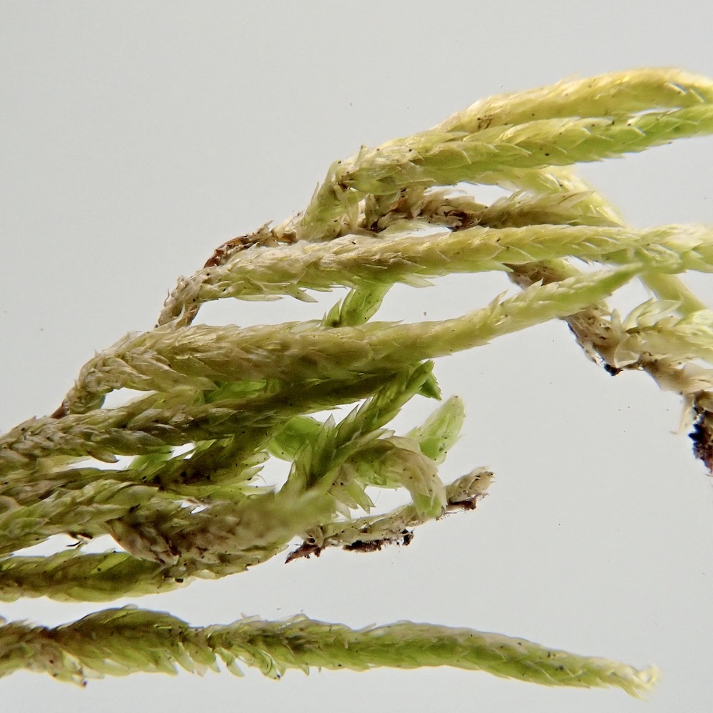 Scleropodium occidentale