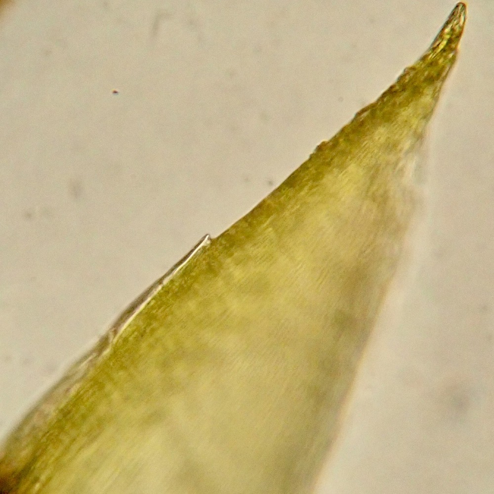 Scleropodium occidentale